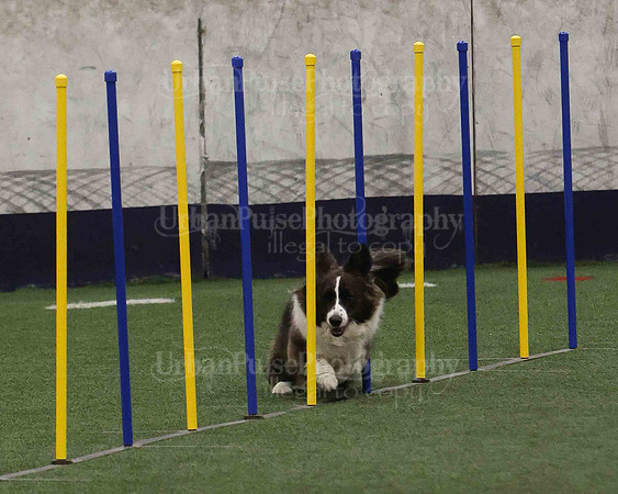 CWCCA AGILITY TRIAL 1-9561