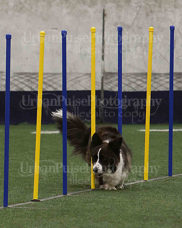 CWCCA AGILITY TRIAL 1-9563