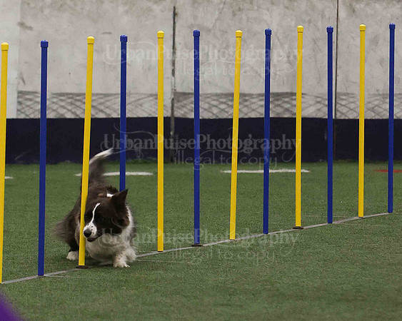 CWCCA AGILITY TRIAL 1-9565