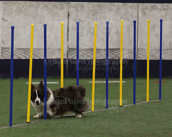 CWCCA AGILITY TRIAL 1-9564