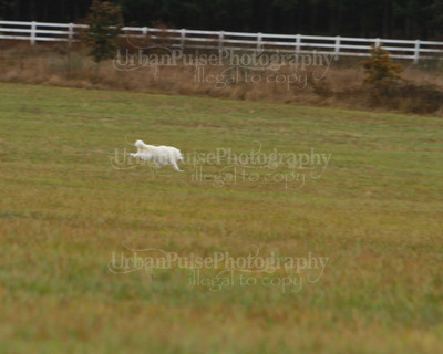 SCA2016_LURE COURSING-7609