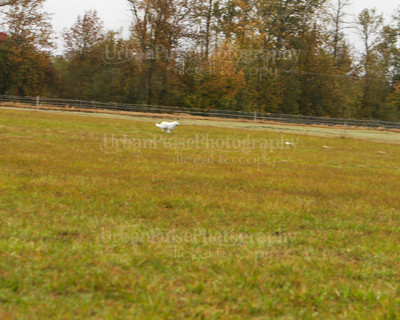 SCA2016_LURE COURSING-7315