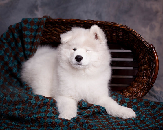 GreenBoy_10wks_10x20_0617