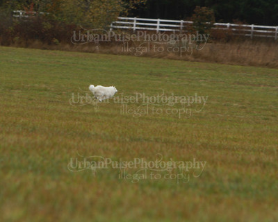 SCA2016_LURE COURSING-7607