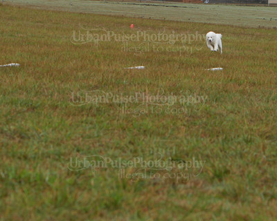 SCA2016_LURE COURSING-7666