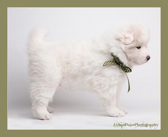 KEATS 4 WKS-0133
