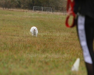 SCA2016_LURE COURSING-7716