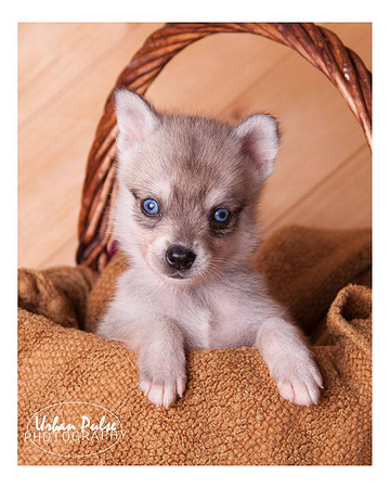 KLEE KAI 2