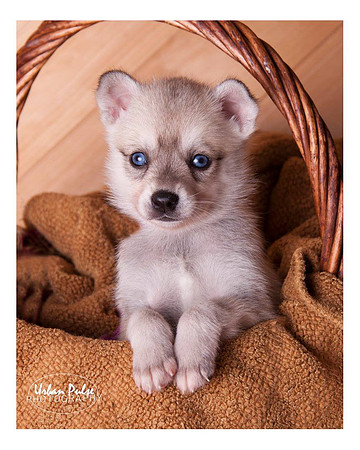 KLEE KAI PUP 1