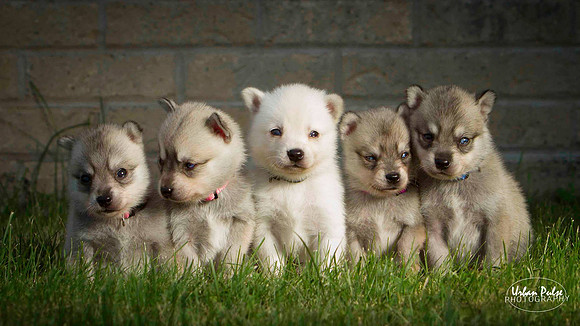 KLEE KAI PUPS