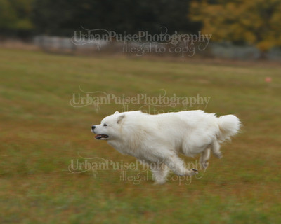 SCA2016_LURE COURSING-7596