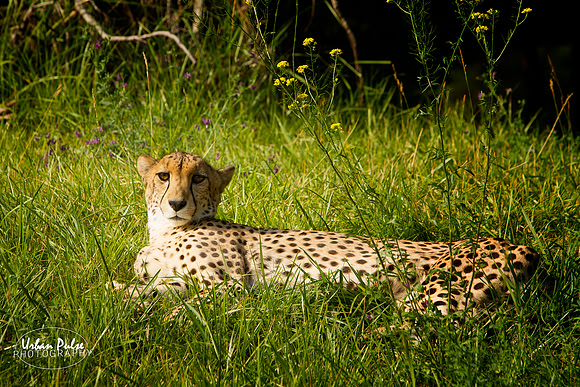 Cheetah_1910