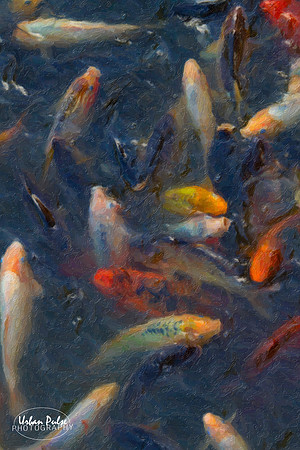 Koi Fish_1906