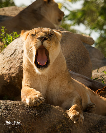 Lion_1930