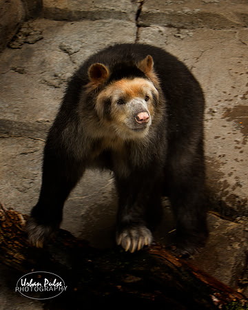 Bear_1825