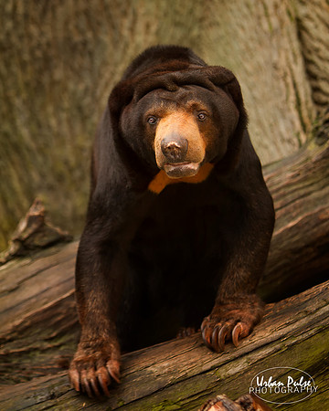 Malayan Sun Bear_1821
