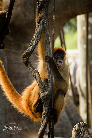 Monkey_1857