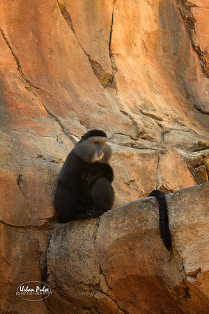 Monkey_2031