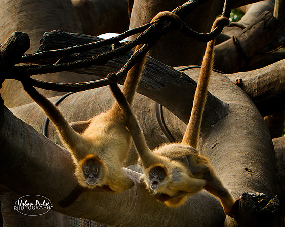 Monkeys_1878