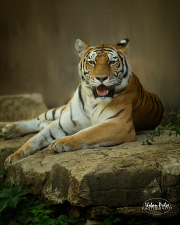 Tiger_1794