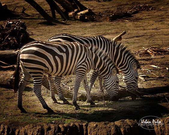 Zebras_1943