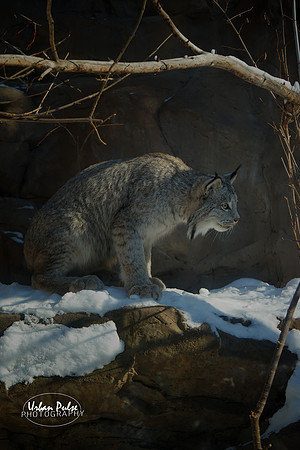 Lynx_MNZOO_DSC01202