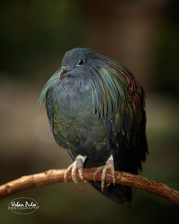 Bird MNZoo_3029