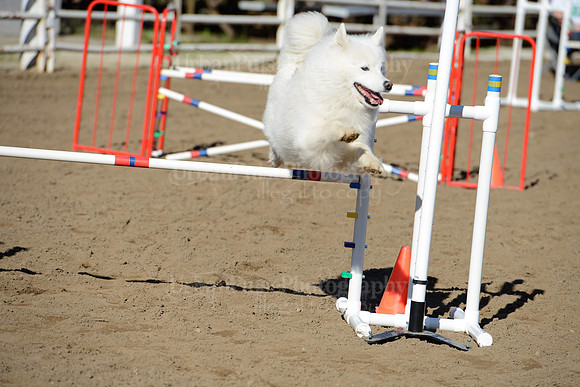 AGILITY-1862