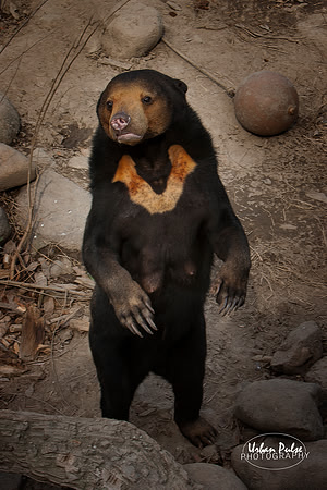 MNZoo_0011
