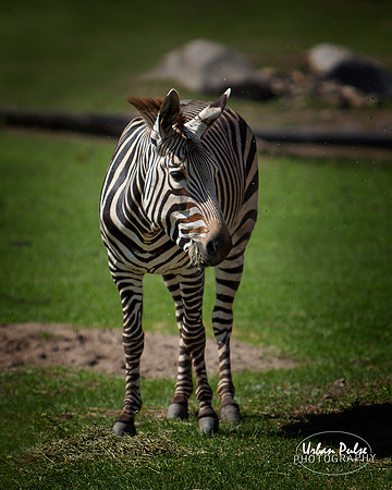 Zebra_8585