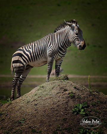 Zebra_MNZoo_8577