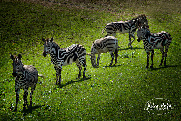 Zebras_MNZoo_8569