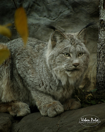 Lynx_6868