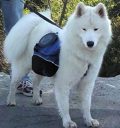 Haku