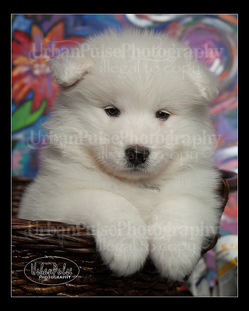 MaterxMaya5.5wks-8723