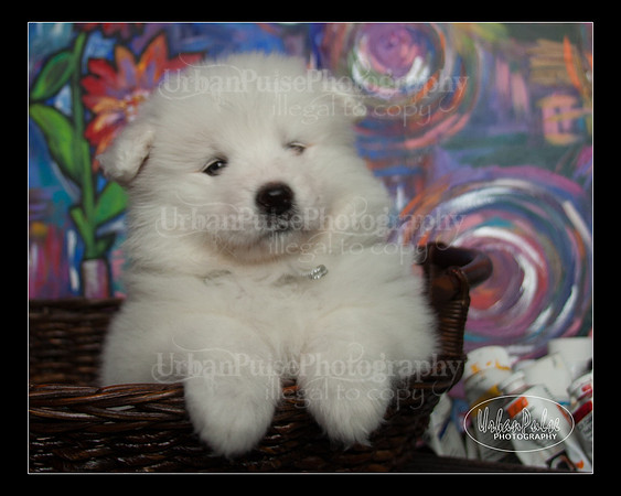 MaterxMaya5.5wks-8717