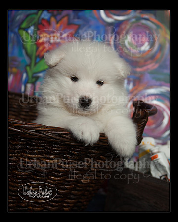 MaterxMaya5.5wks-8720