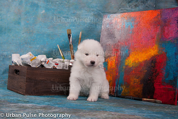 MaterxMayaPups4weeks-8578