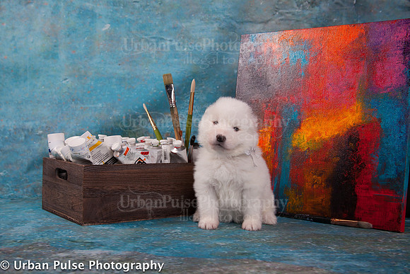 MaterxMayaPups4weeks-8588