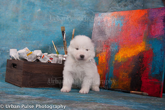 MaterxMayaPups4weeks-8577