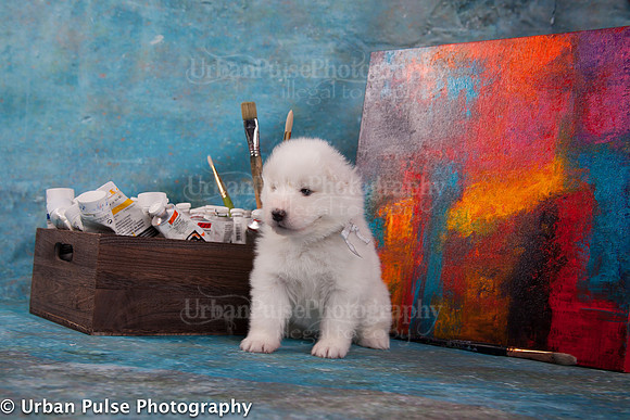 MaterxMayaPups4weeks-8579