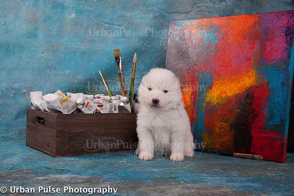 MaterxMayaPups4weeks-8589