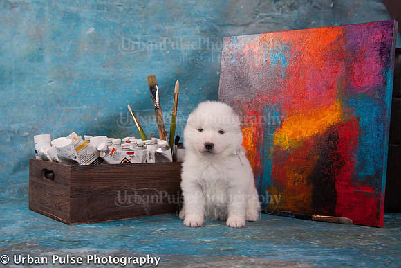 MaterxMayaPups4weeks-8590