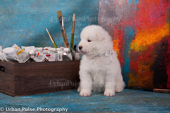 MaterxMayaPups4weeks-8591