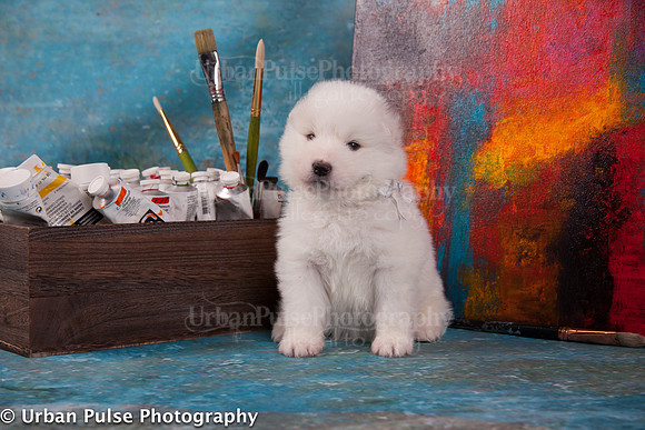 MaterxMayaPups4weeks-8592