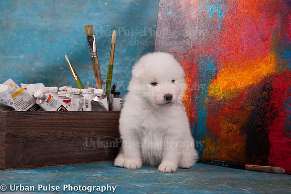 MaterxMayaPups4weeks-8593