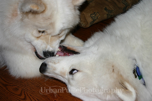 AGATE & BERYLLOS 1YR_271
