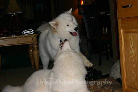 AGATE & BERYLLOS 1YR_260