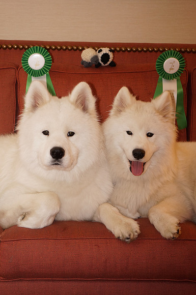 D-Min and Olaf - Herding Ribbons 2015