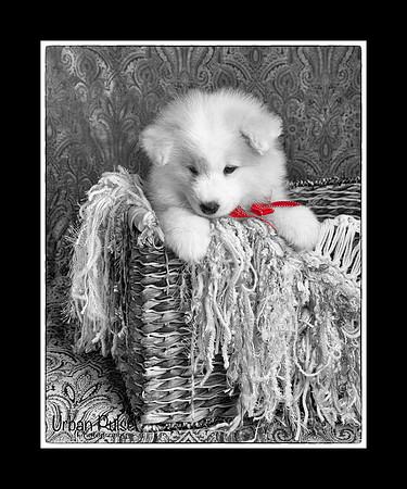 MaterxMayaLitter2 6Wks Red Girl_2032
